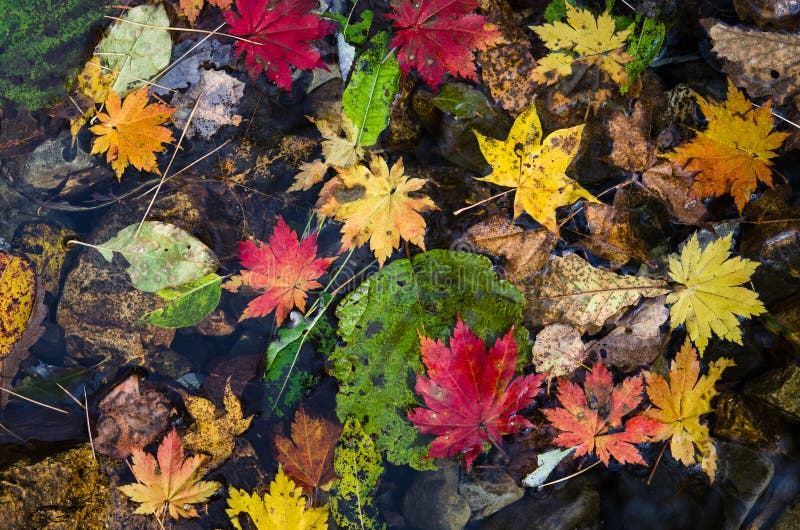 Autumn, maple leaves, autumnal foliage