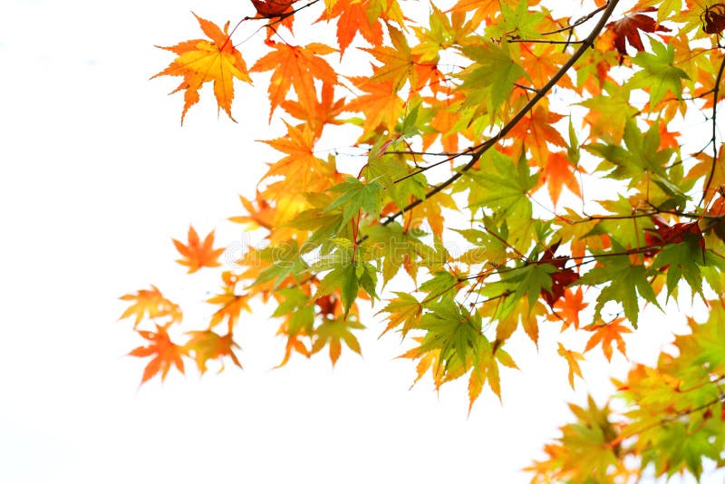 Autumn maple leaves background