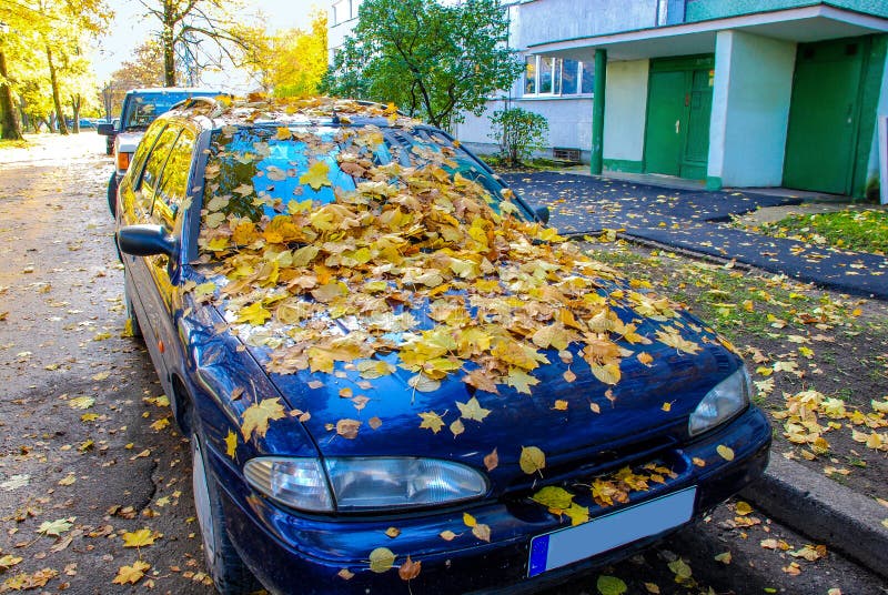 Autumn, Maple Leaves, on a Car Stock Image Image of season, surface