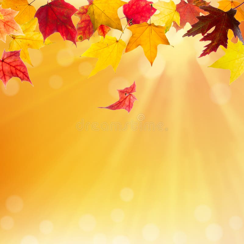 Autumn red and yellow maple leaves falling down on natural background. Autumn red and yellow maple leaves falling down on natural background.
