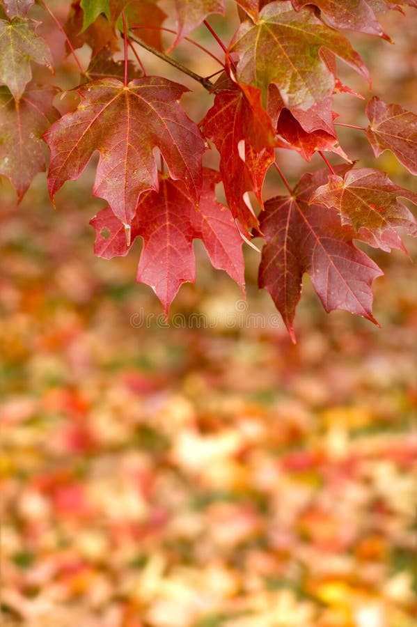 Autumn Maple Leaves Hanging from tree