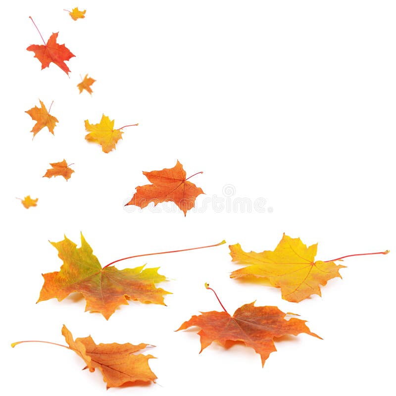 Autumn maple leaves isolated on white royalty free stock photography