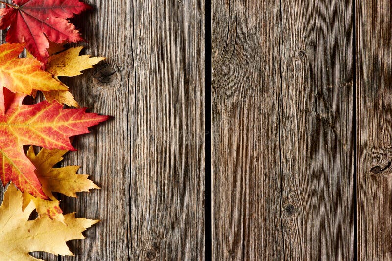 Autumn maple leaves over wooden background