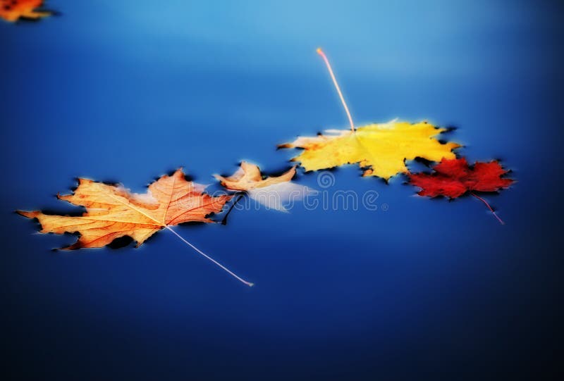 Autumn maple leaves on water stock photo Autumn maple leaves on water stock photo