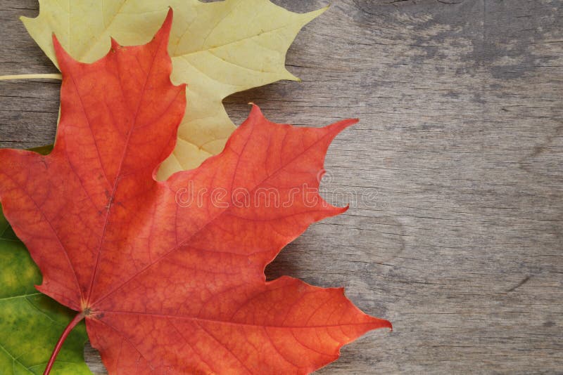 Autumn maple leaves on wood table