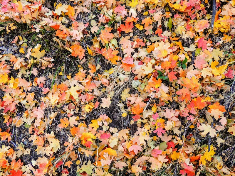 Autumn Maple and Oak Fall Leaves Close Up on the Forest Floor on the Rose Canyon Yellow Fork and Big Rock Trail in Oquirrh Mountai