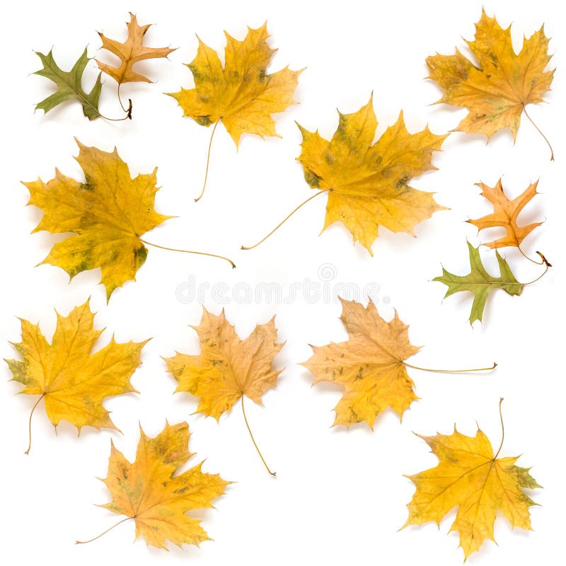 Autumn Maple and Oak Leaves Isolated on White Background Stock Photo ...