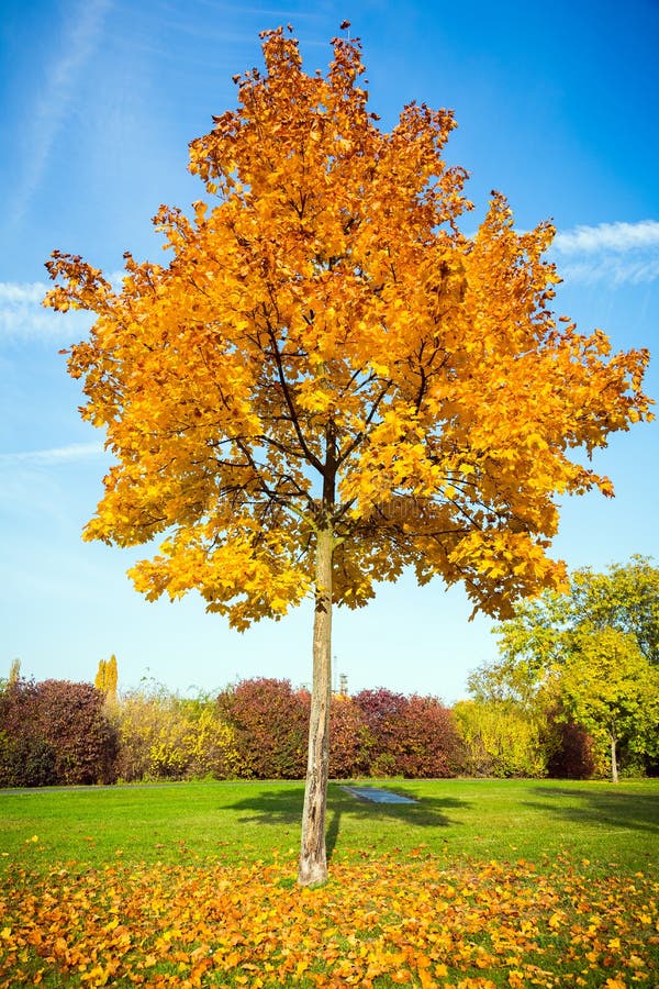 Autumn maple tree stock photo. Image of leaves, maple - 45084426