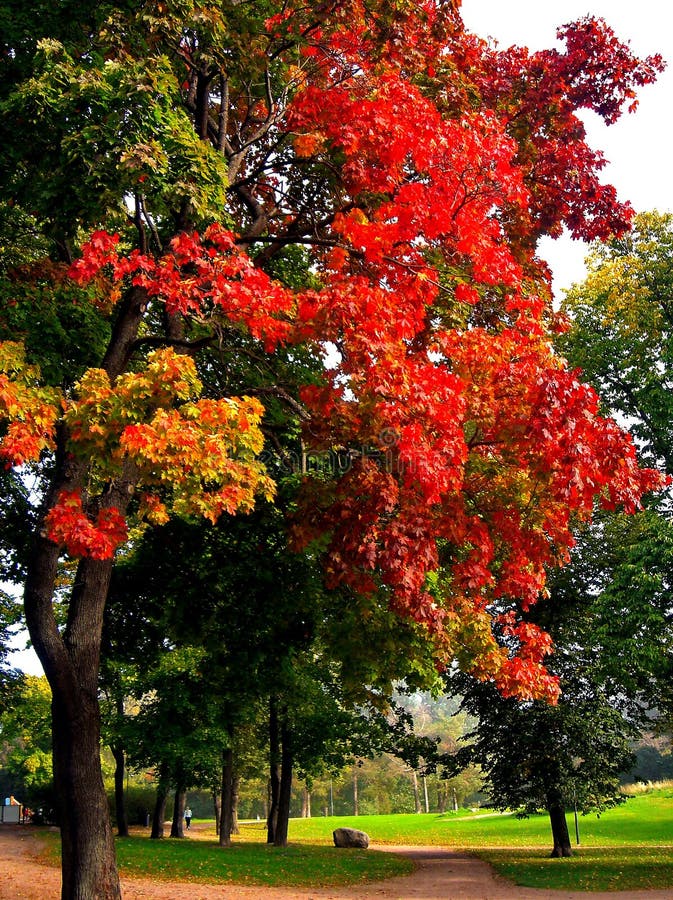 Autumn maple trees in fall city park