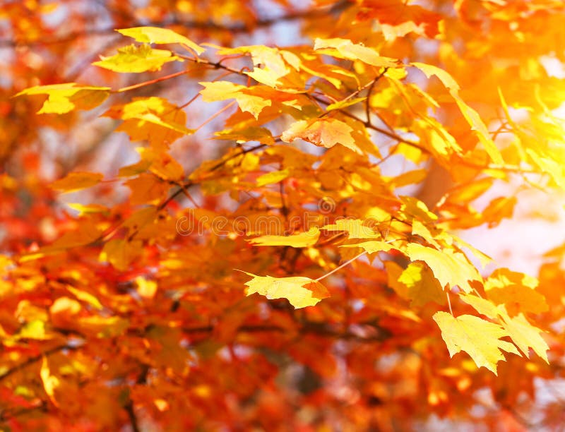 Autumn Maple Yellow Leaves. Fall Background