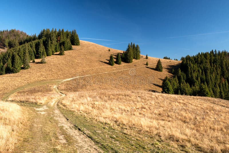 Podzimní louka a jehličnaté stromy na pozadí