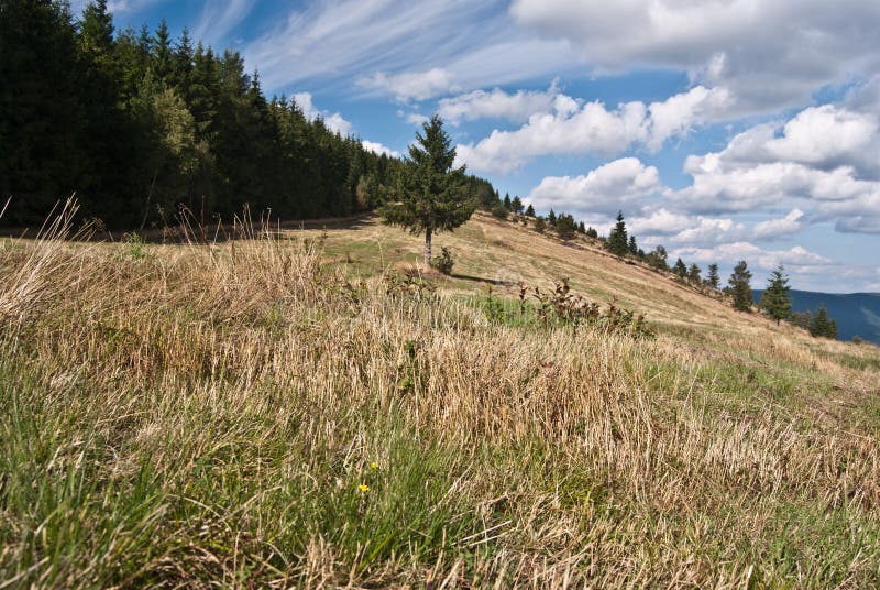 Autumn meadow and forest around on Priekova pass above Zuberec