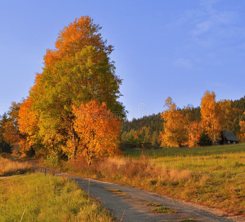 Autumn meadow, road and trees