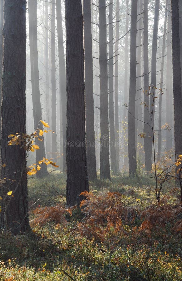 Autumn mist in forest