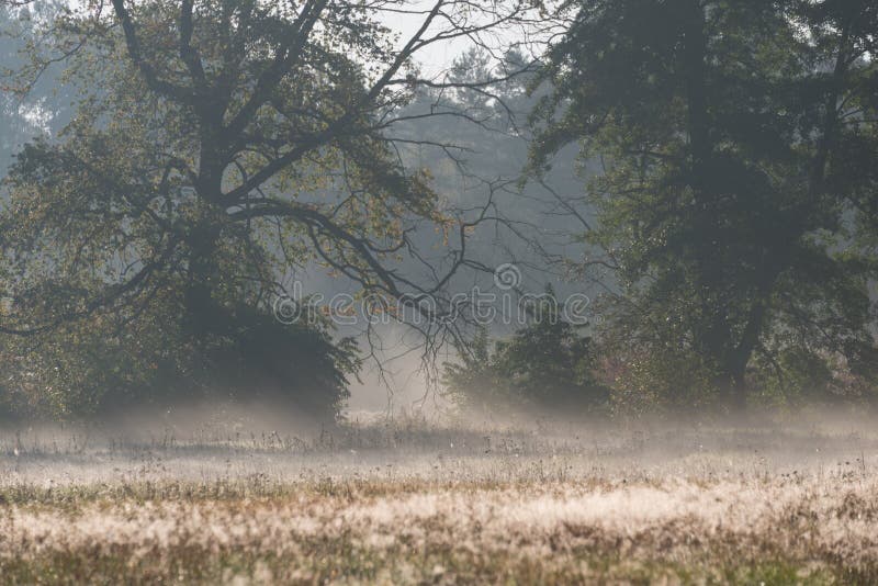 Autumn mists rising over the meadows in the morning.