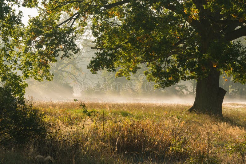 Autumn mists rising over the meadows in the morning.