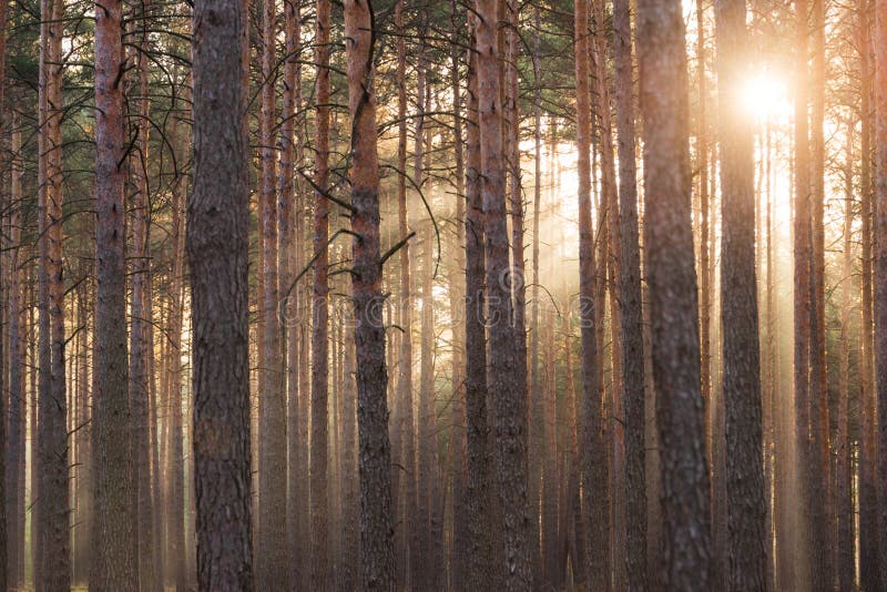 An Autumn Misty Morning In A Tall Pine Forest Stock Image Image Of