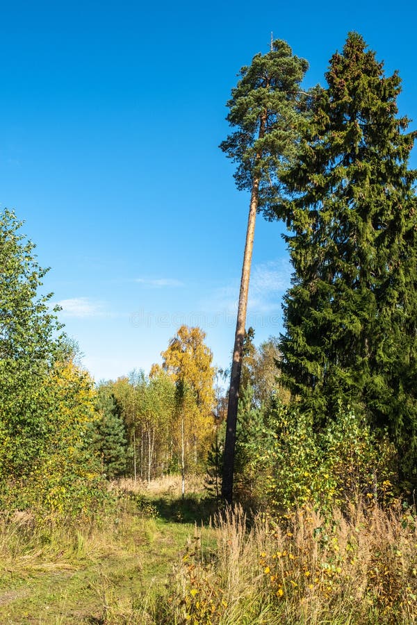 Autumn Mixed Forest with a Tall Pine Tree in the Foreground Stock Photo