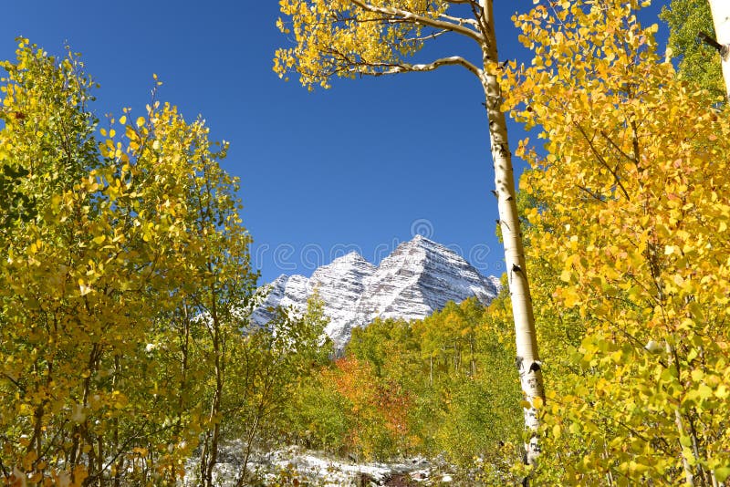 Autumn Mountain Aspen Grove