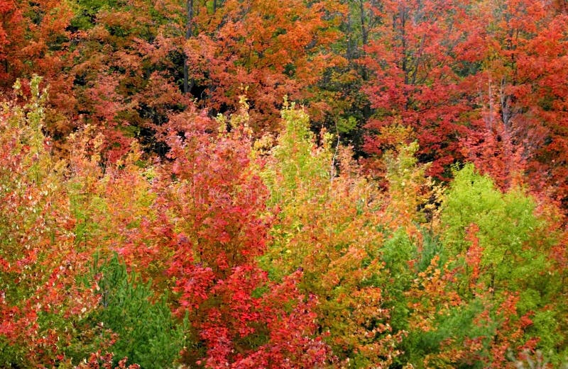 Autumn In Mountains