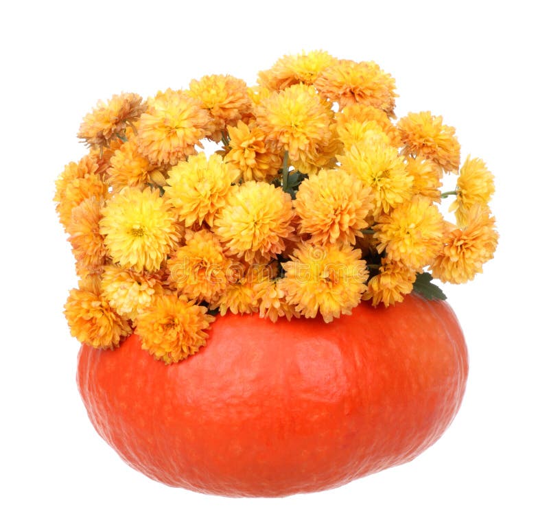 Autumn Mums Isolated