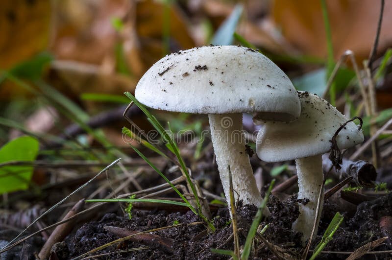 Autumn Mushrooms imagenes de archivo Autumn Mushrooms imagenes de archivo