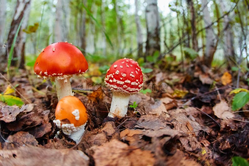 Zbură agaric din prostatită