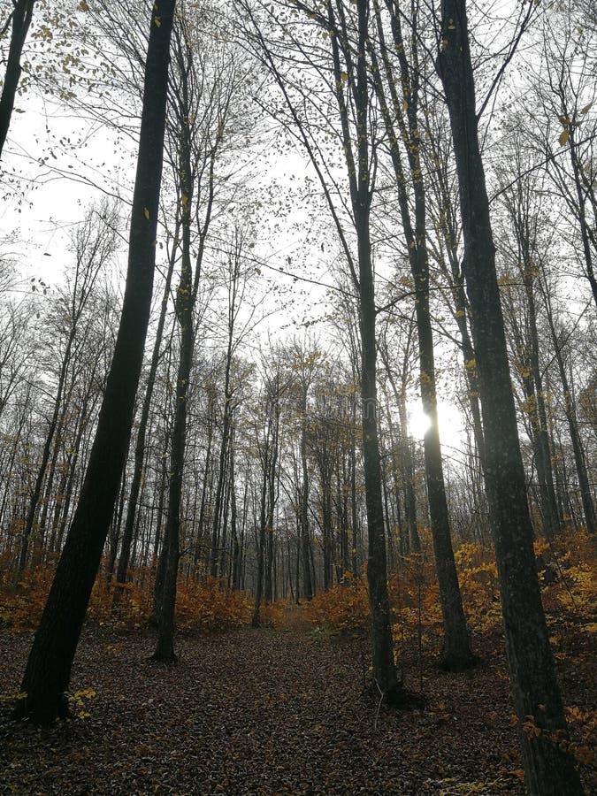 Autumn Naked Trees in a Forest Stock Image Image of cold, autumn