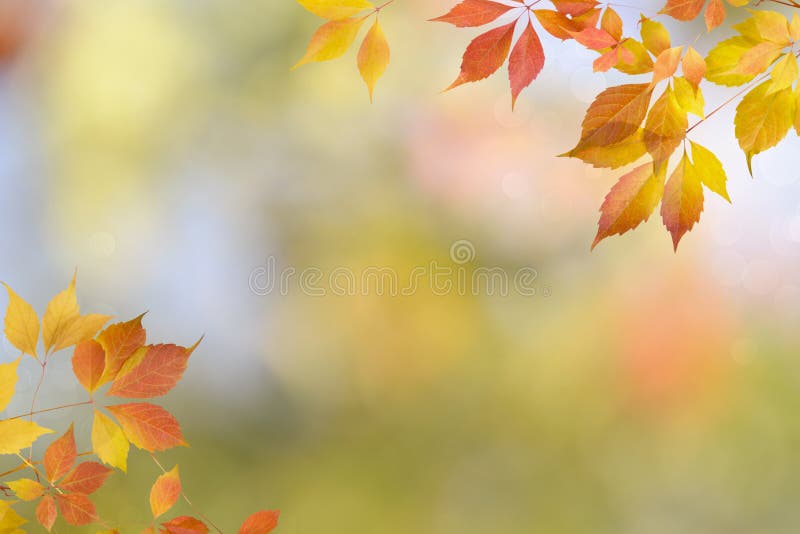 Autumn Nature Background with Red Leaves and Bokeh Stock Photo - Image of  bright, fall: 125506418