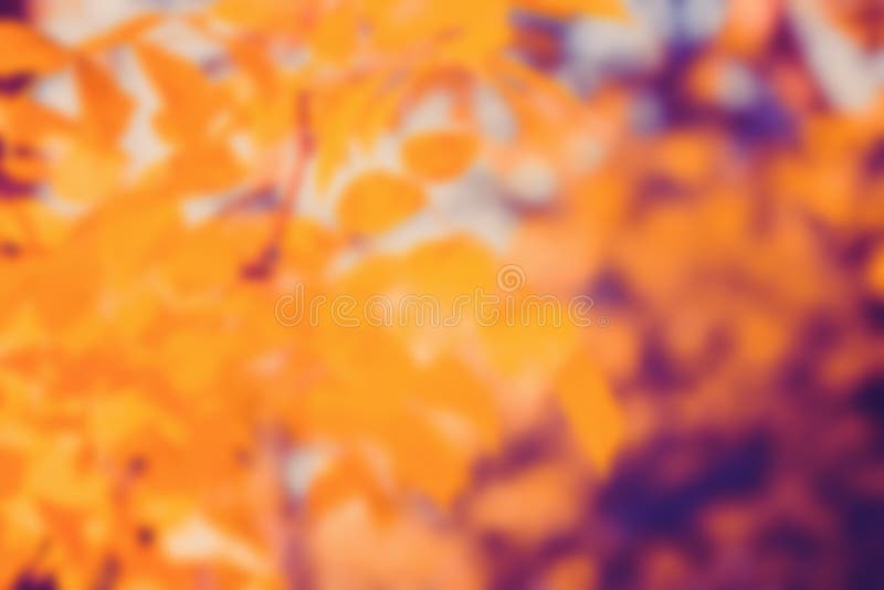 297 020 Nature Blur Background Photos Free Royalty Free Stock