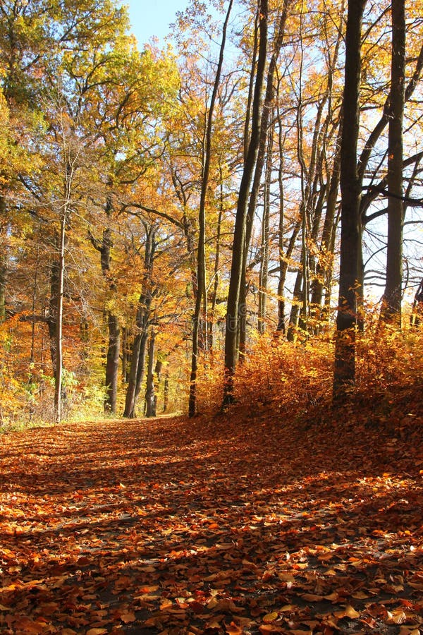 Autumn nature with its colorful trees royalty free stock photos Autumn nature with its colorful trees royalty free stock photos