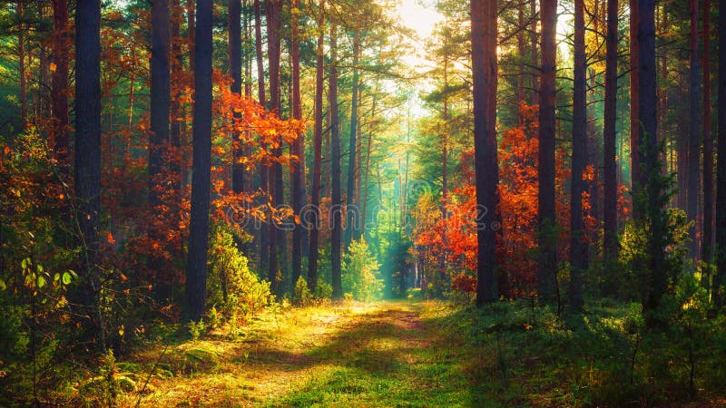 Autumn nature landscape of colorful forest