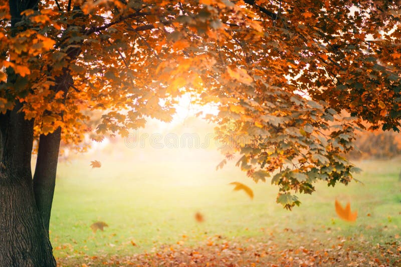 Autumn nature landscape photography. Old maple tree with yellow falling leaves on green grass. Beautiful sunset, sun