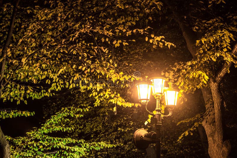 Autumn night park. Light of lanterns in the night park. Background. Texture.