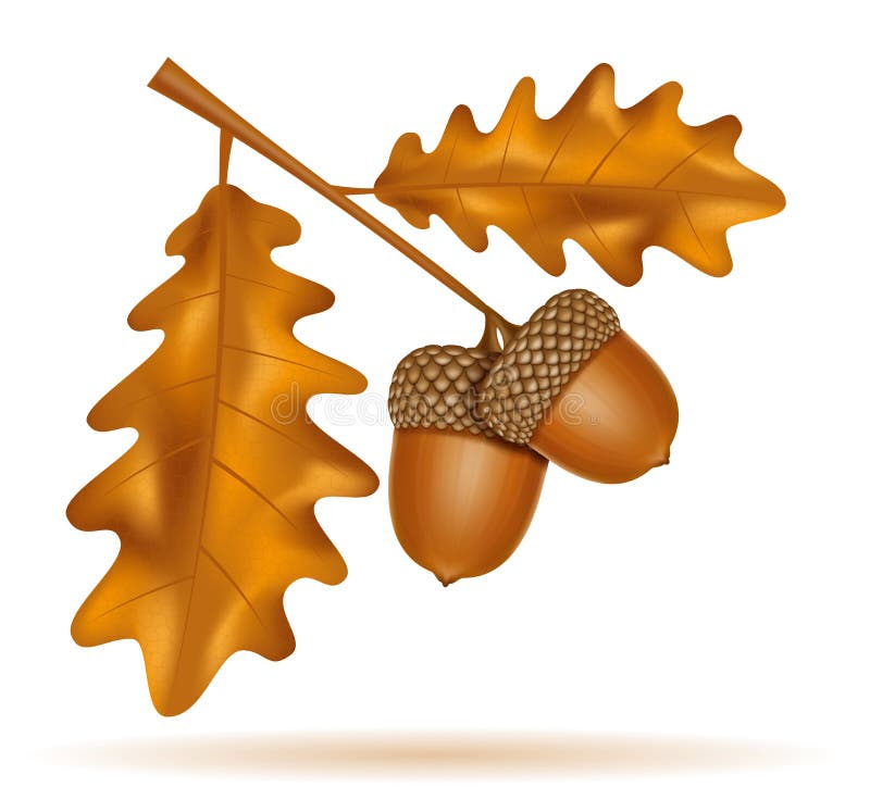 Oak Acorns with Leaves Black Outline Silhouette Vector Illustration ...