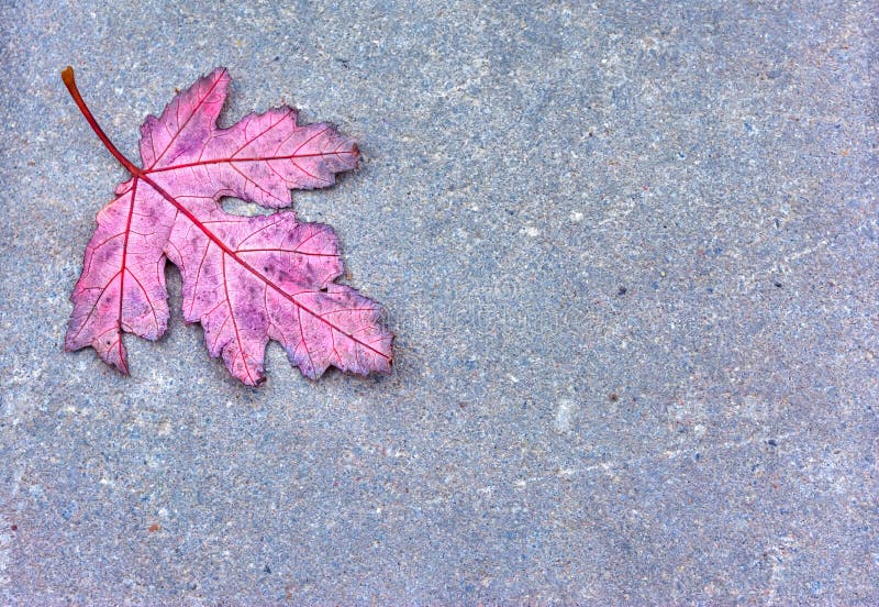 Autumn oak leaf