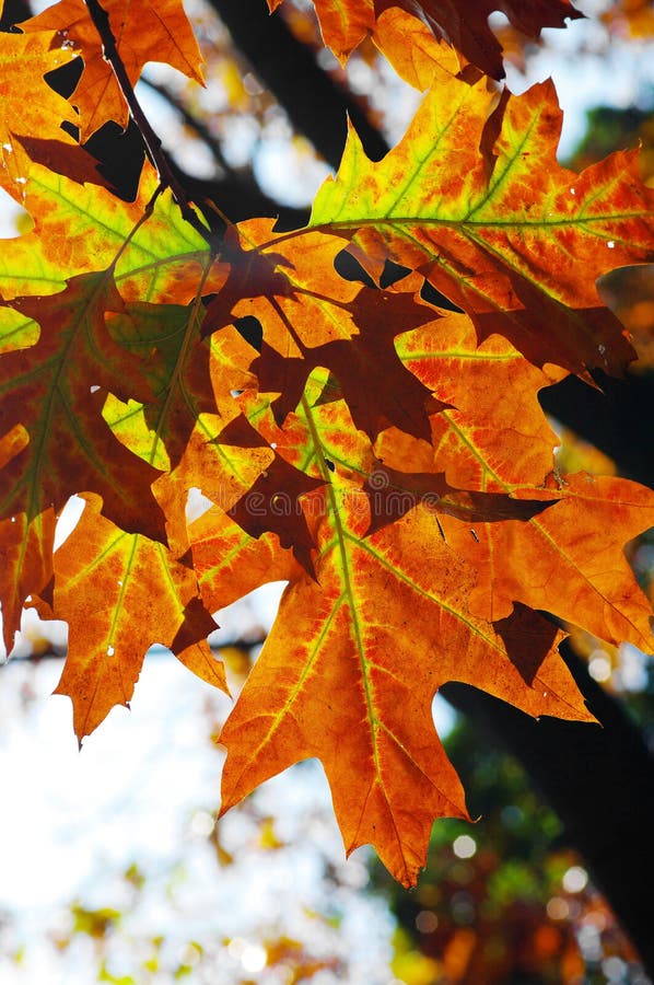 Autumn oak leaves stock image. Image of fresh, autumnal - 11539123