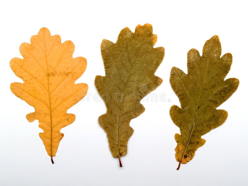 Autumn oak leaves