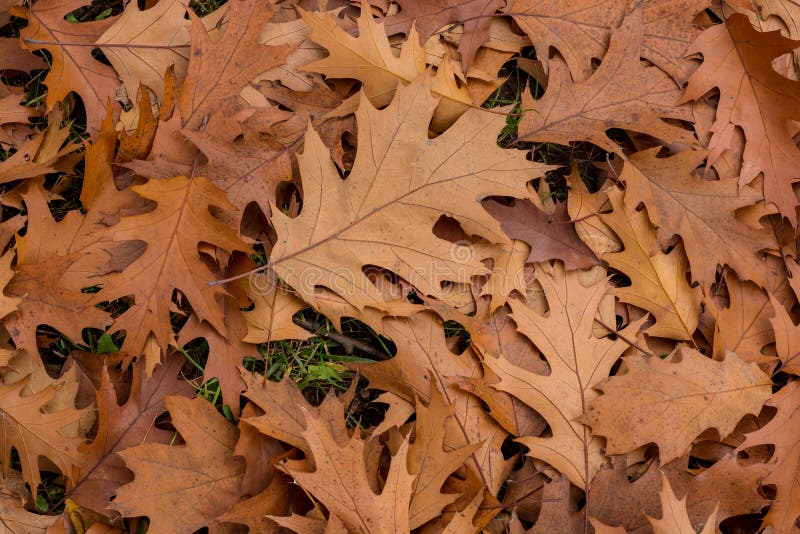 Autumn Oak Leaves Background Stock Photo - Image of park, outdoor