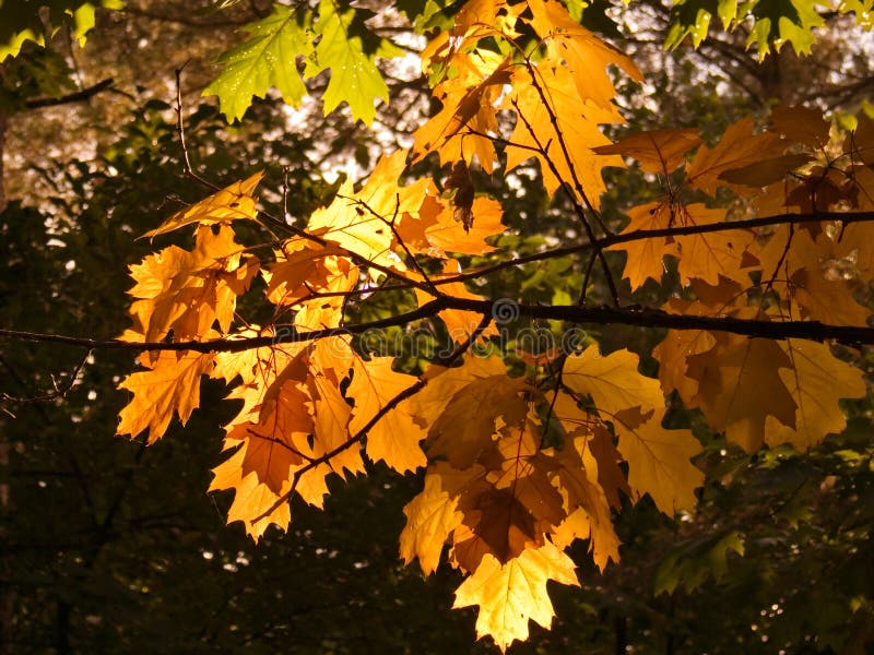 Autumn oaks leaves