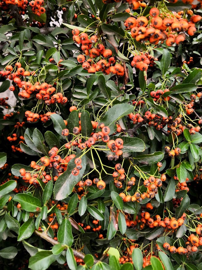 Autumn Orange Berries on Tree Branches Background. Rowan Tree Backdrop