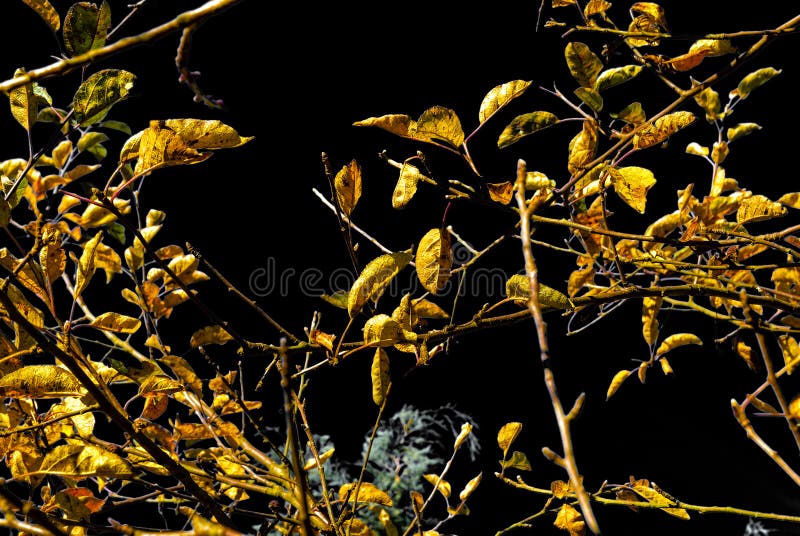 Autumn orchard - black sky royalty free stock images