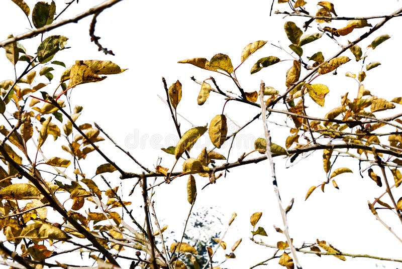 Autumn orchard on a white background royalty free stock images