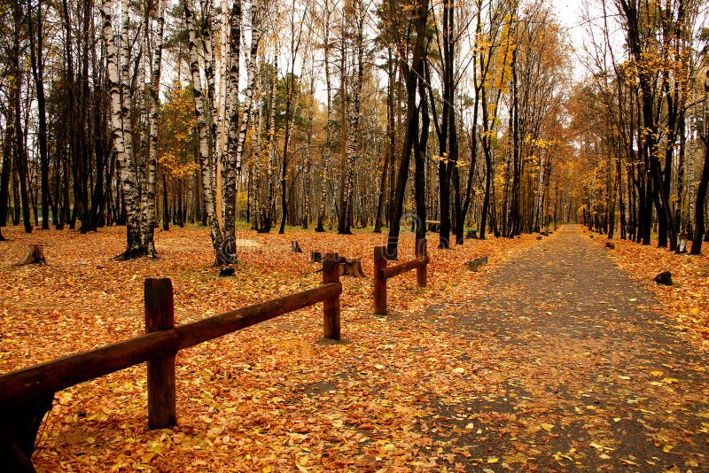 Autumn in our park.