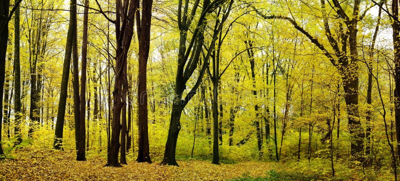 Autumn panorama