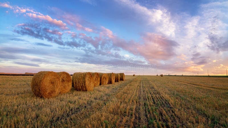 Autumn panorama rural field with cut grass at sunset