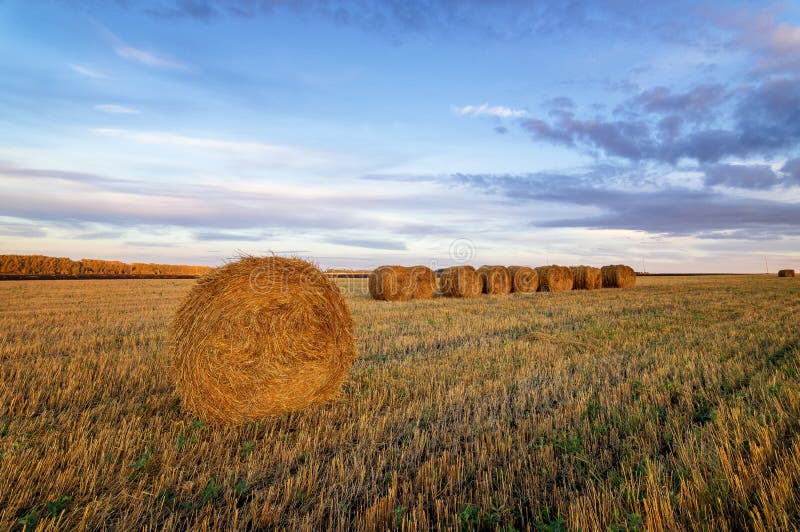 Autumn panorama rural field with cut grass at sunset