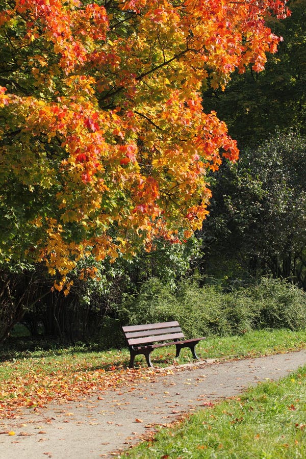 Autumn in the park