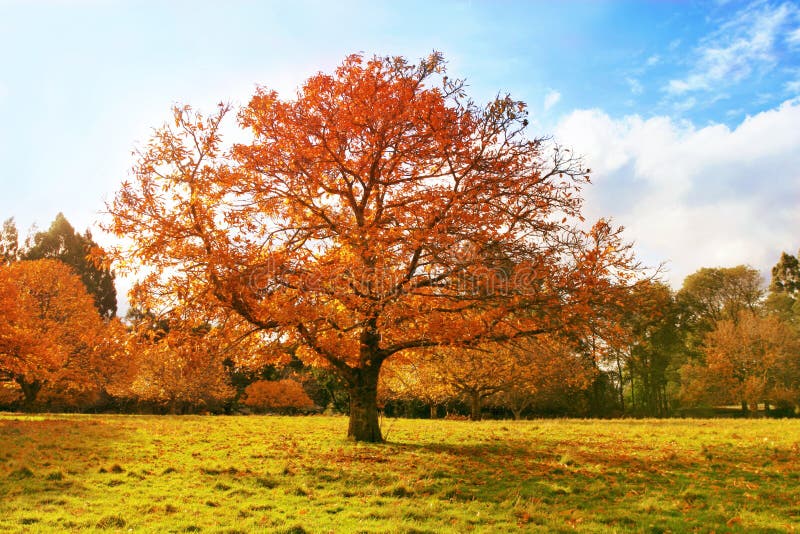 Autumn in the park