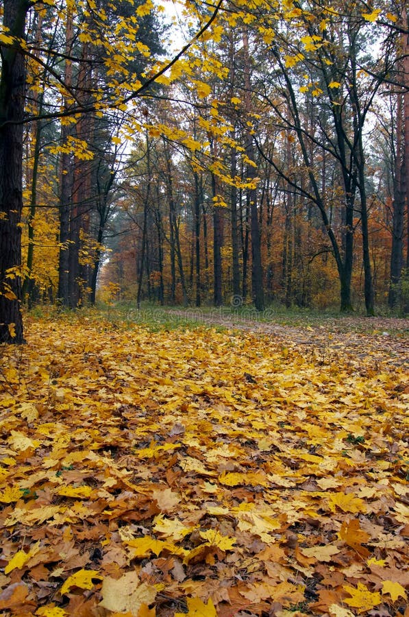 Autumn in the park